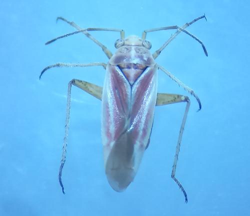 Conostethus roseus